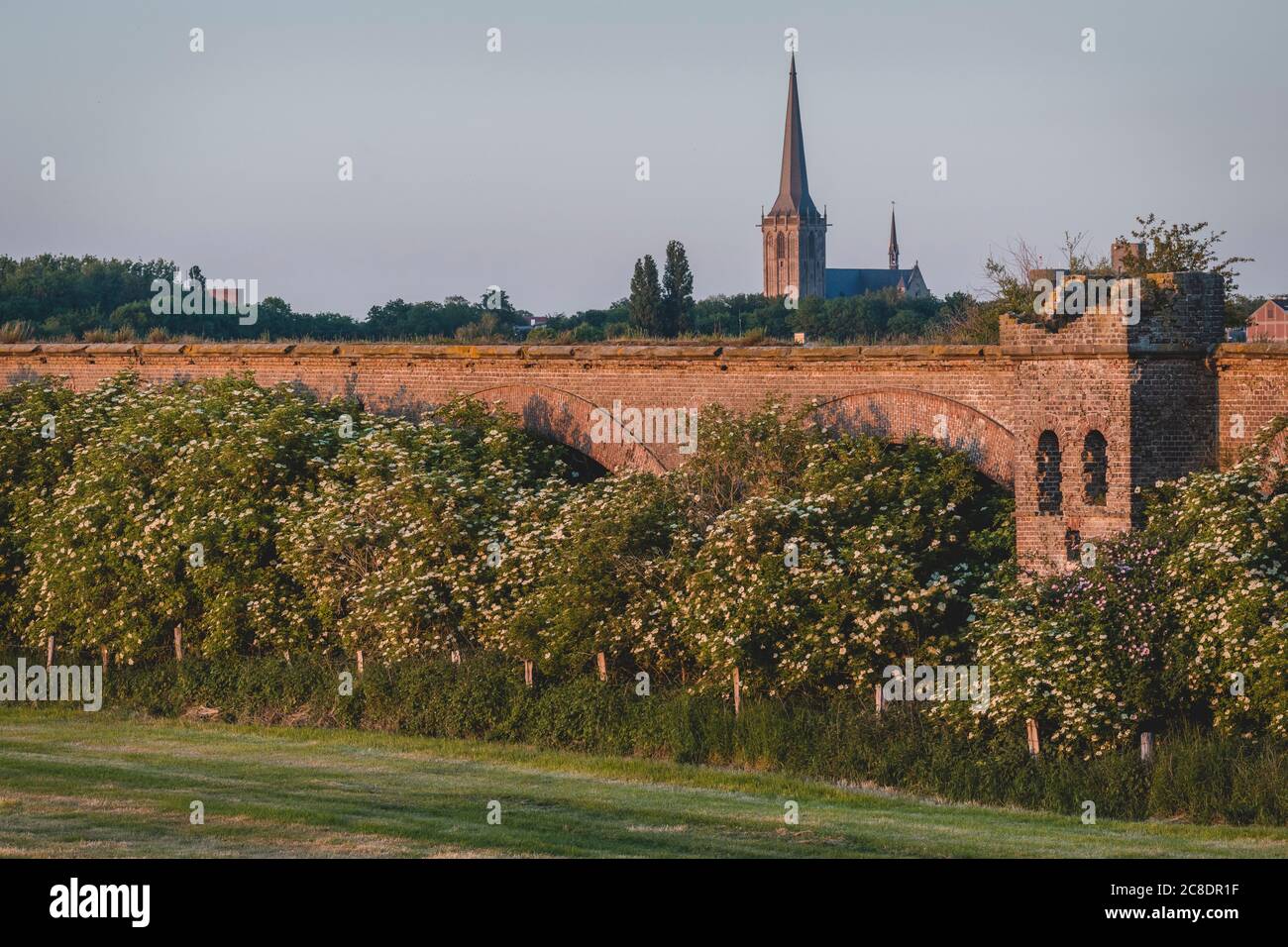 Germania, Nord Reno-Westfalia, Wesel, alberi che fioriscono lungo le rovine del ponte ferroviario Wesel Foto Stock