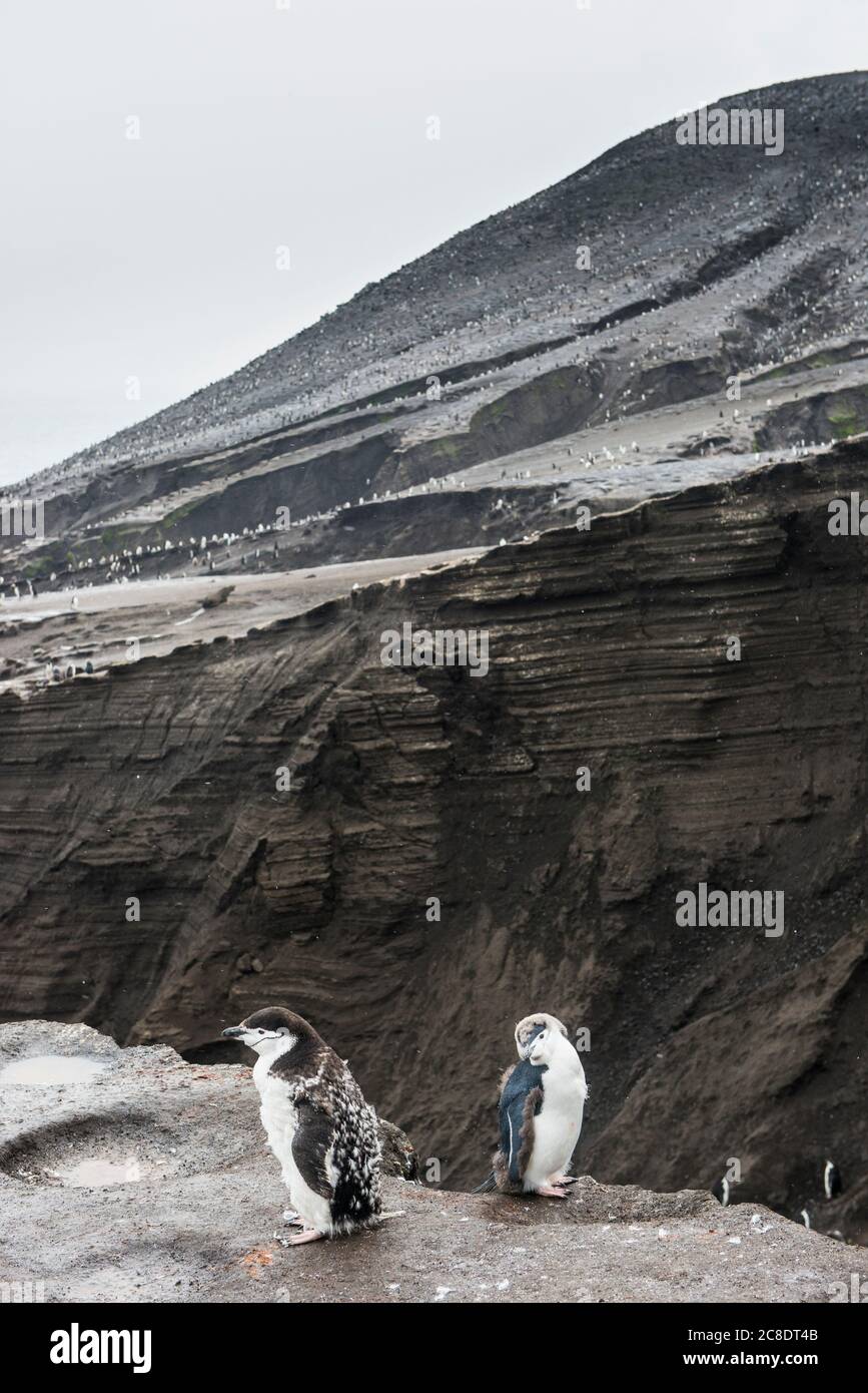 Regno Unito, Georgia del Sud e Isole Sandwich del Sud, due pinguini a ciminzolo (Pigoscelis antarcticus) che si ergono sul bordo della scogliera vulcanica sull'isola di Saunders Foto Stock