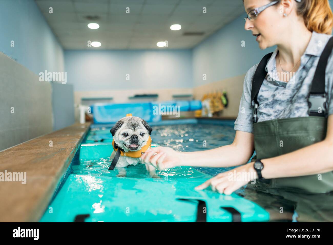 Femmina fisioterapista addestramento cane pug su zattera gonfiabile in nuoto piscina Foto Stock