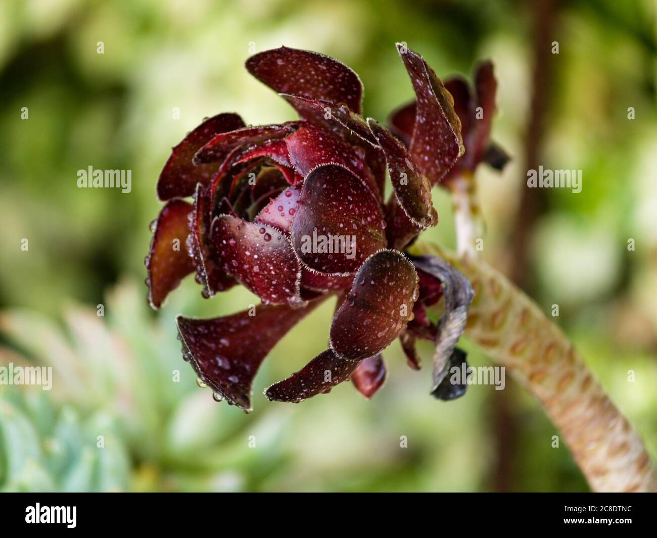 succulento granato cosparso di acqua Foto Stock