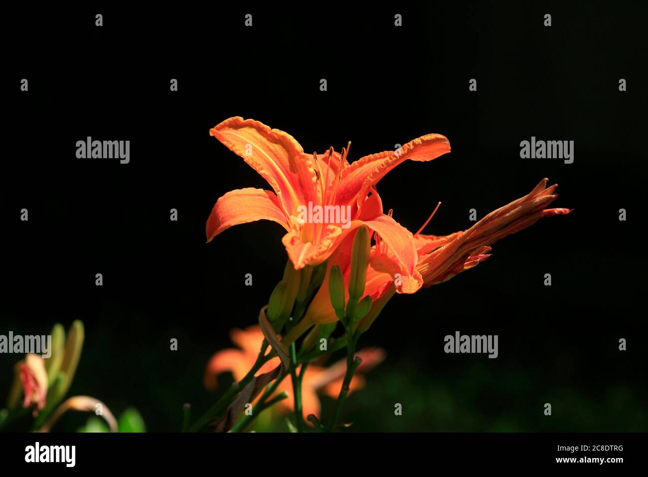 Gigli d'arancio in fiore in estate Foto Stock