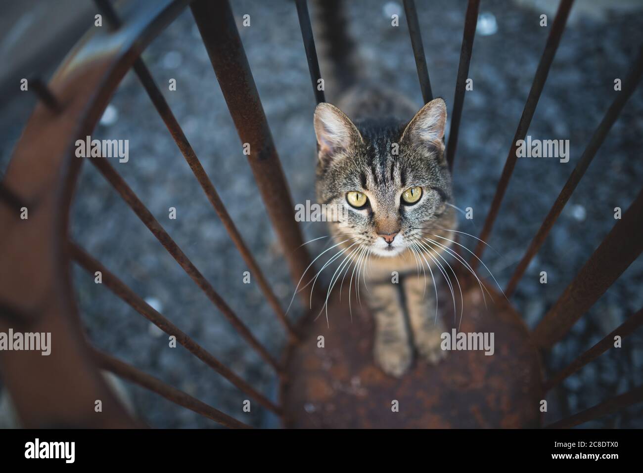 Angolo di alta vista di un gatto Shorthair in piedi in una ciotola di fuoco cercando Foto Stock