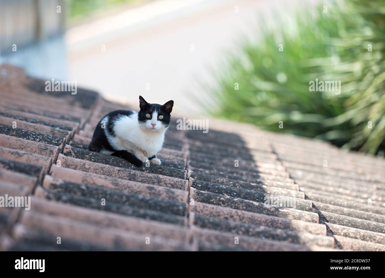 Gatto nero e bianco vagato con la tacca di orecchio riposato sul tetto guardando la macchina fotografica in una giornata estiva soleggiata a Maiorca, Spagna Foto Stock