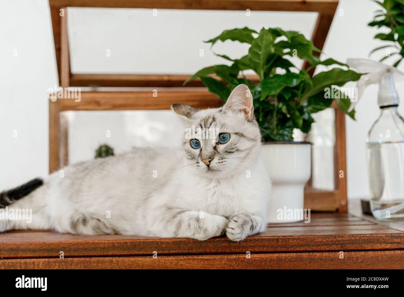 Gatto con gli occhi blu stesi sul tavolo Foto Stock