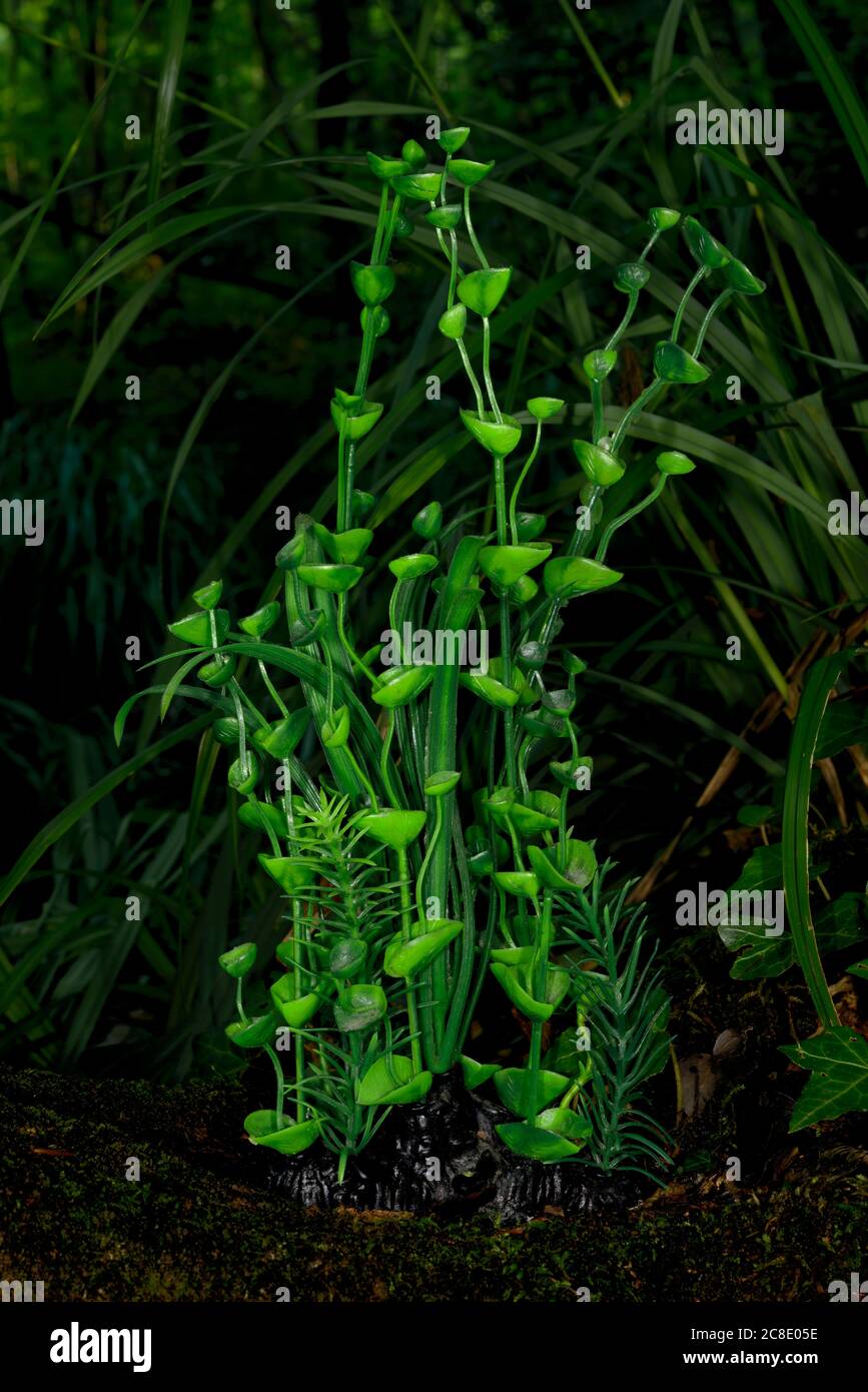 Finta pianta nel mezzo di piante reali Foto Stock