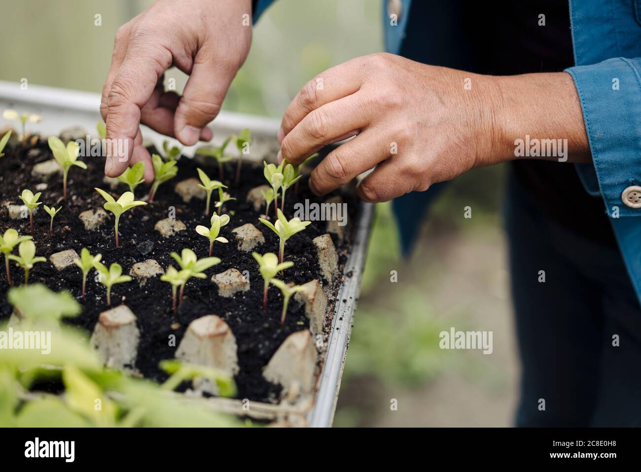 Primo piano di uomo che esamina i giovani pianta in un vassoio di seme Foto Stock