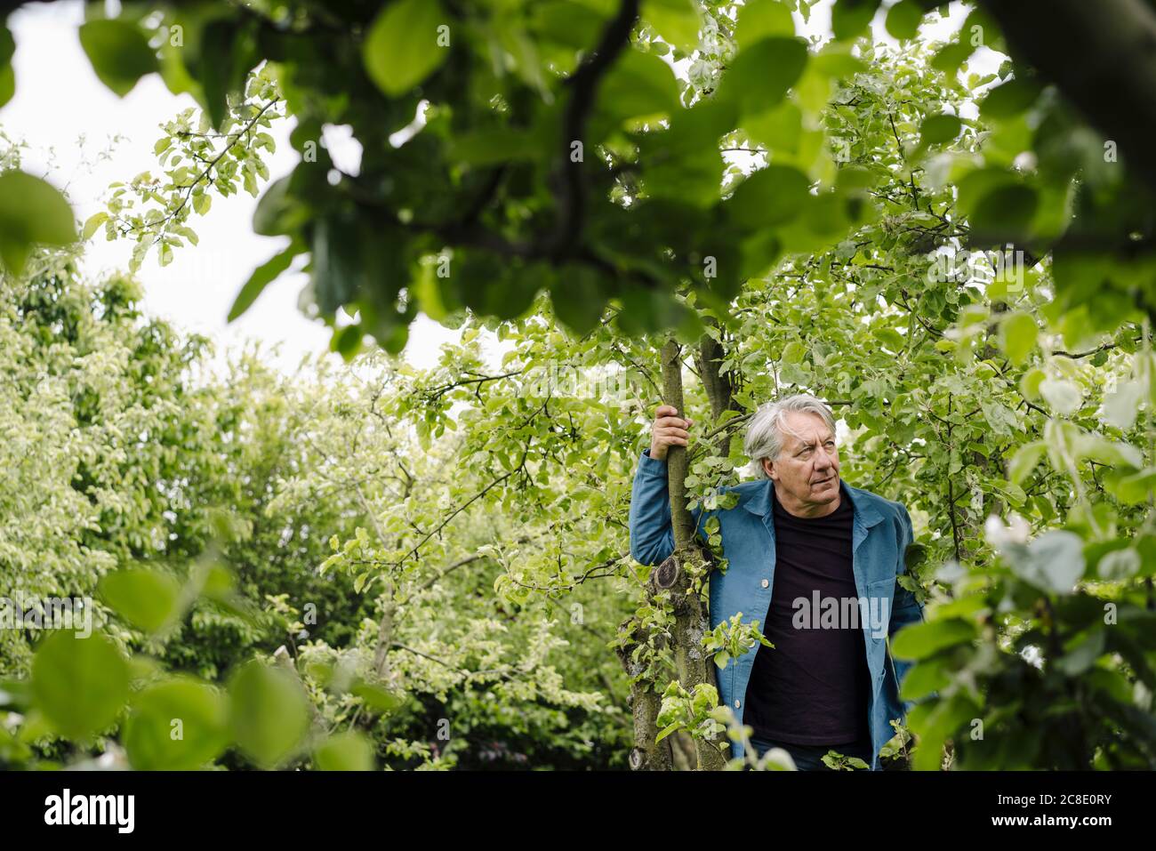 Uomo anziano ad un albero in un giardino rurale guardando fuori Foto Stock
