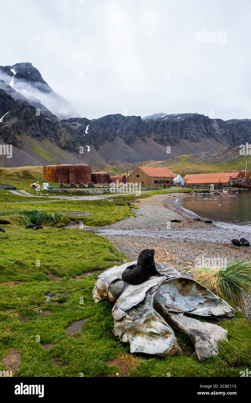 Regno Unito, Georgia del Sud e Isole Sandwich meridionali, Grytviken, Seal che riposa sulla cima dell'osso delle balene nella stazione di caccia alle balene abbandonata Foto Stock