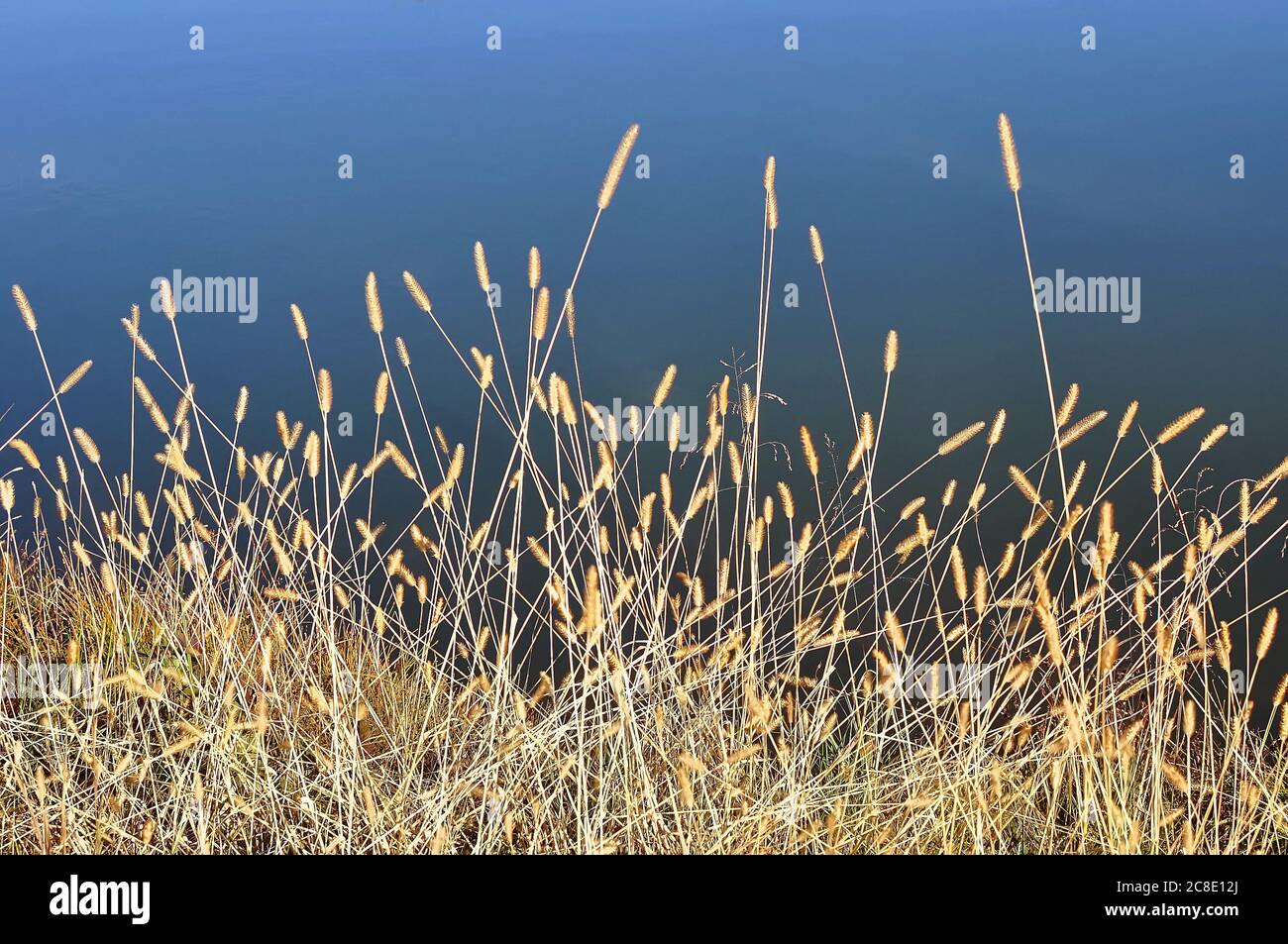 Erba dorata invernale sulla riva di un lago blu Foto Stock