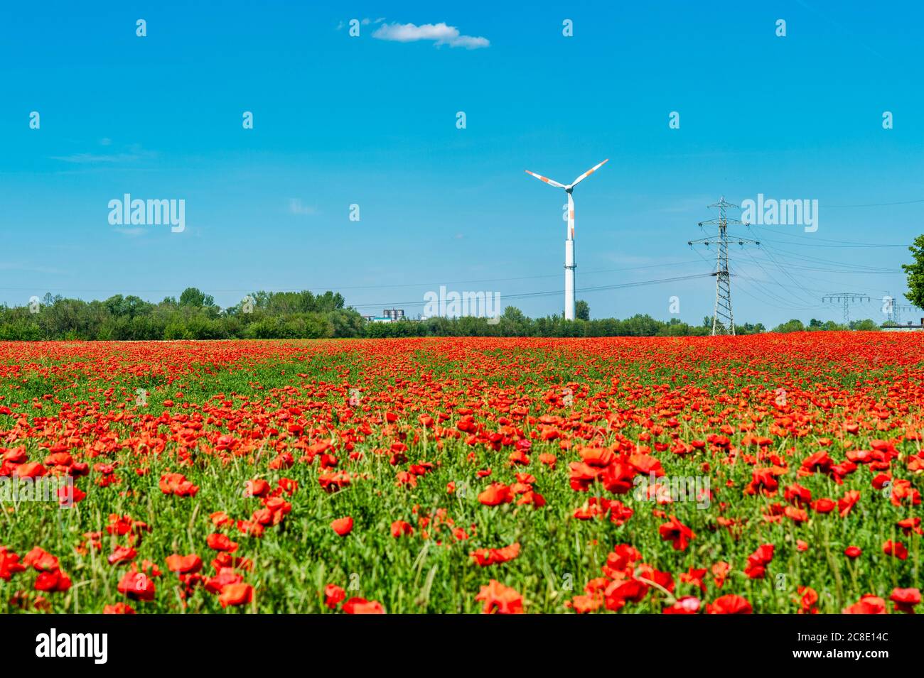 Campo di papavero con ruota del vento e pilone sullo sfondo, Germania Foto Stock