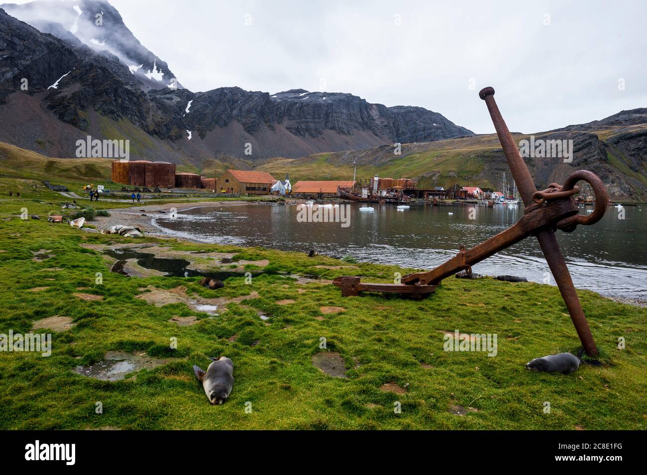 Regno Unito, Georgia del Sud e Isole Sandwich meridionali, Grytviken, foche che riposano di fronte all'ancora arrugginita nella stazione di caccia alla balena abbandonata Foto Stock