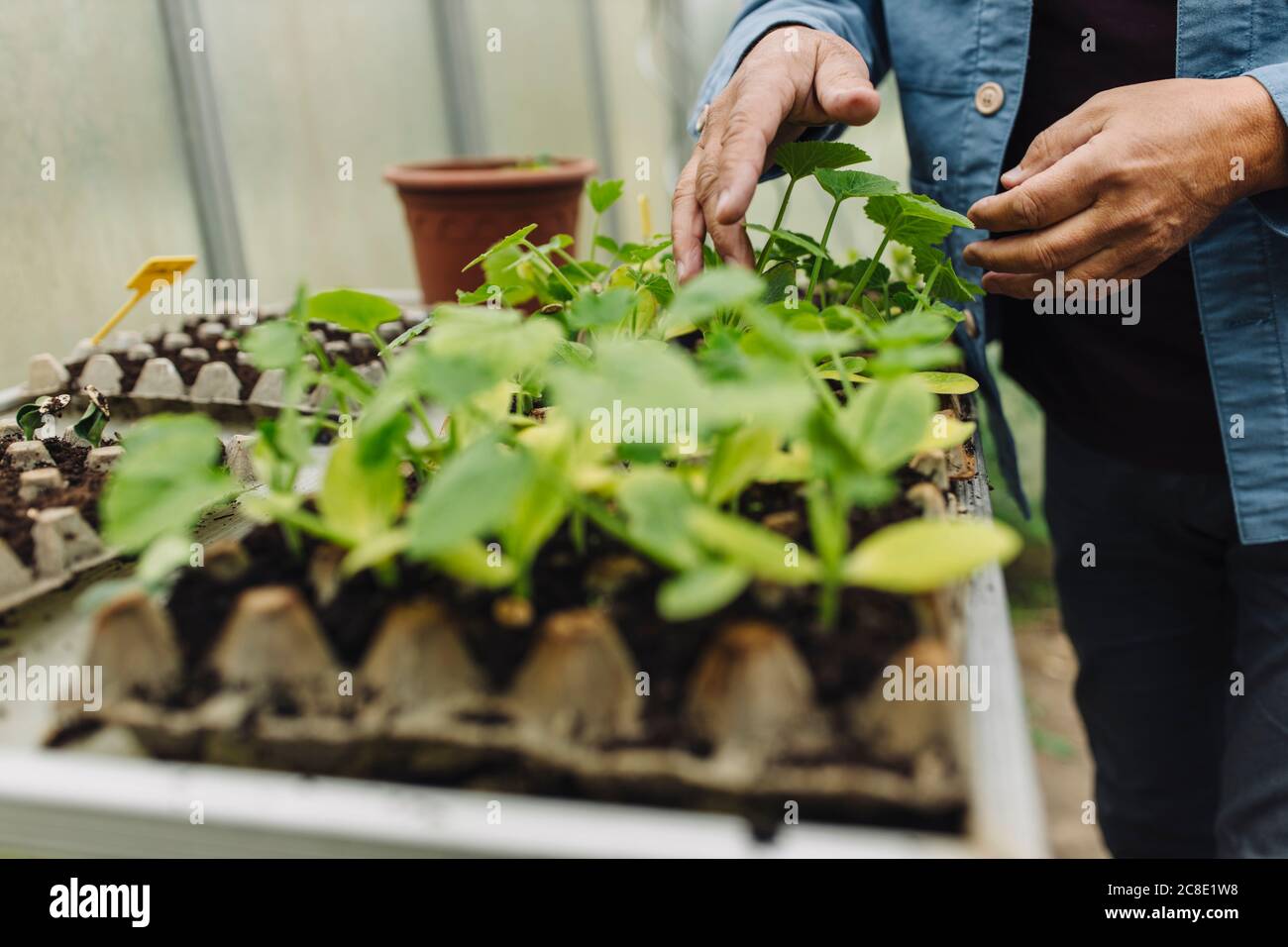 Primo piano di uomo che esamina piante in un vassoio di seme Foto Stock