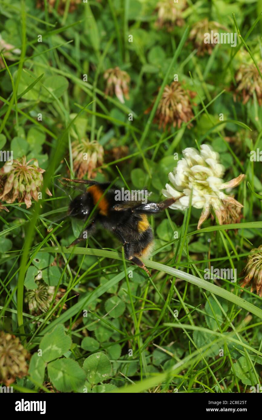 Acaro cavalcato ape foraging tra trifoglio come non può volo più lungo Foto Stock