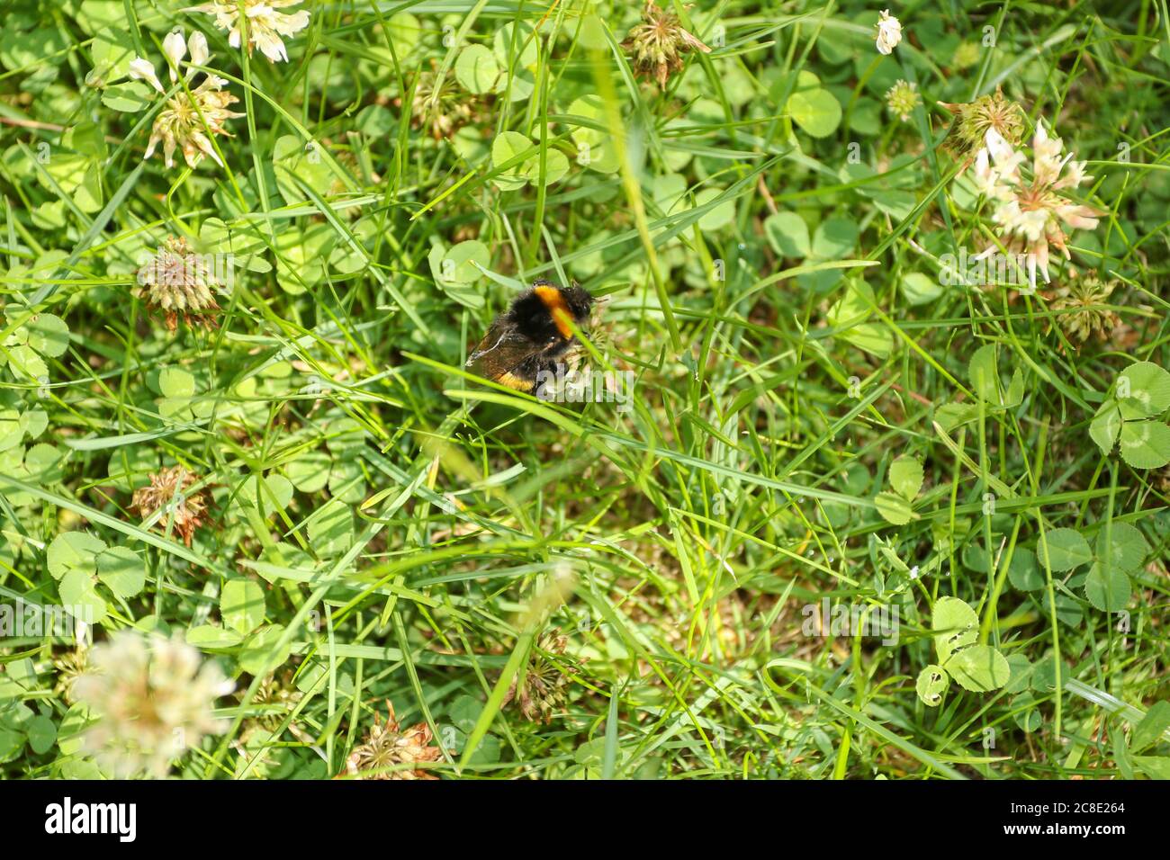 Acaro cavalcato ape foraging tra trifoglio come non può volo più lungo Foto Stock