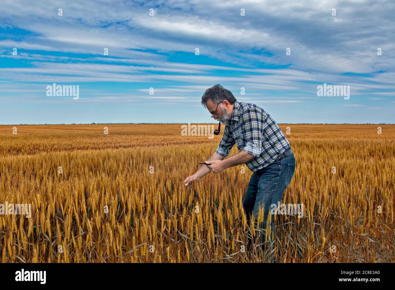 Un agricoltore sul campo controlla la qualità del grano precoce. Il comando lo aiuta nel suo computer tablet. Foto Stock