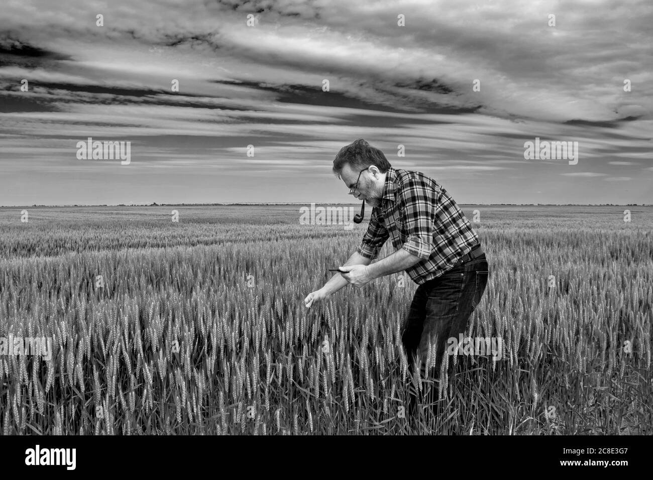 Un agricoltore sul campo controlla la qualità del grano precoce. Il comando lo aiuta nel suo computer tablet. Foto Stock