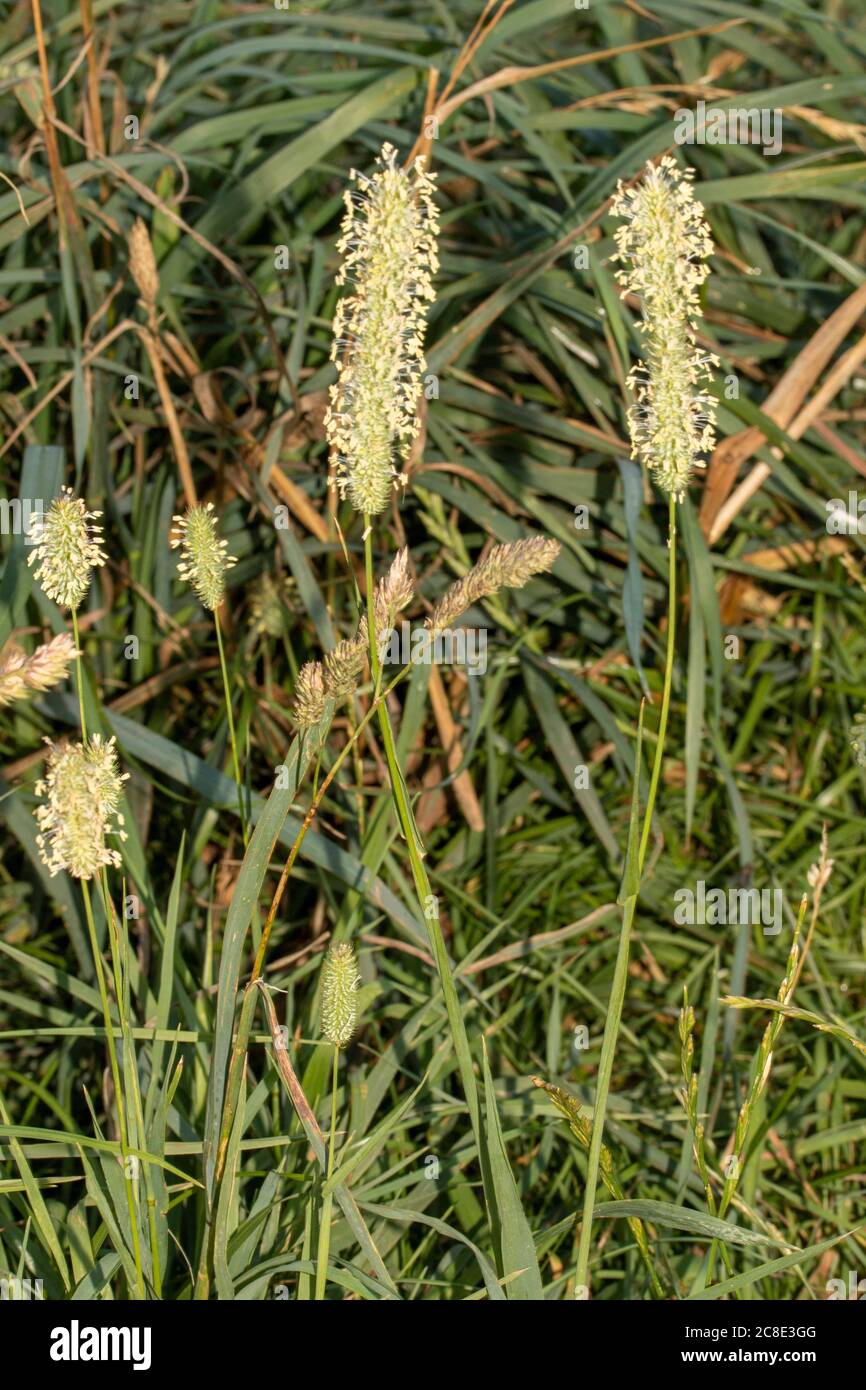 Polline di erba primo piano (macro) rappresentazione naturale Foto Stock