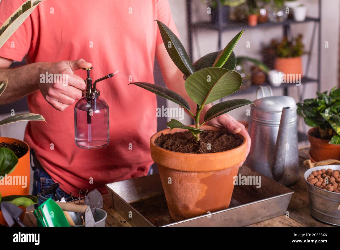 Uomo spruzzando acqua su gomma fig vaso pianta a casa Foto Stock