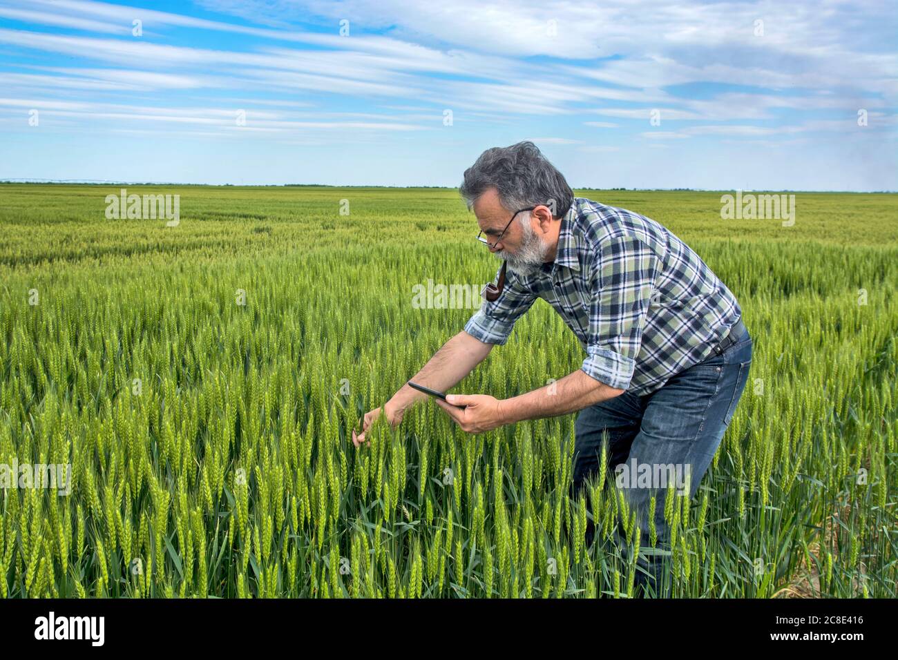Un agricoltore sul campo controlla la qualità del grano precoce. Il comando lo aiuta nel suo computer tablet. Foto Stock