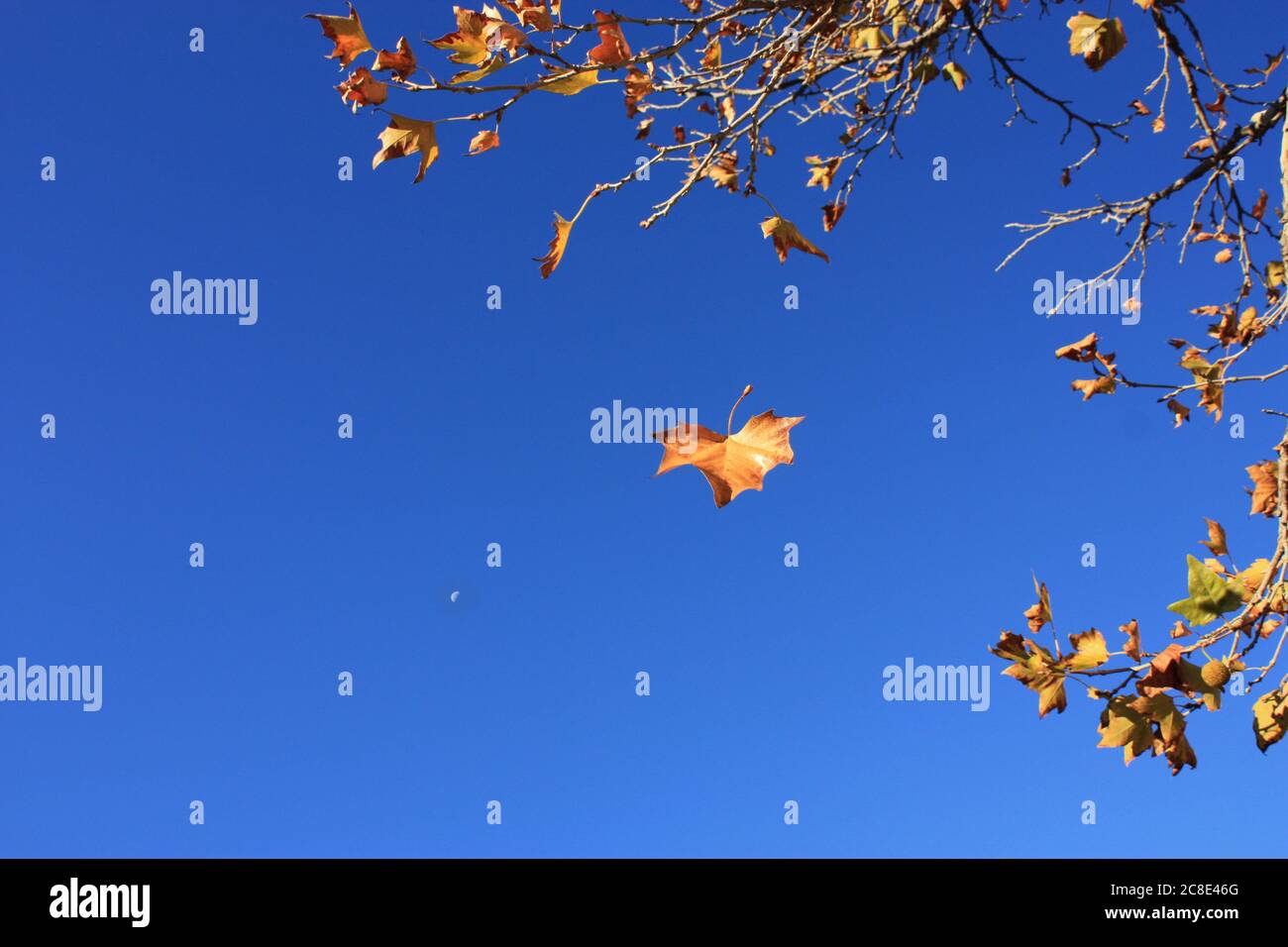 Foglie che cadono dall'albero in autunno con la luna nel cielo diurno. Foto Stock