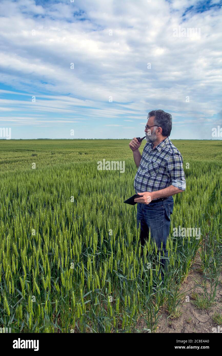 Un agricoltore sul campo controlla la qualità del grano precoce. Il comando lo aiuta nel suo computer tablet. Foto Stock