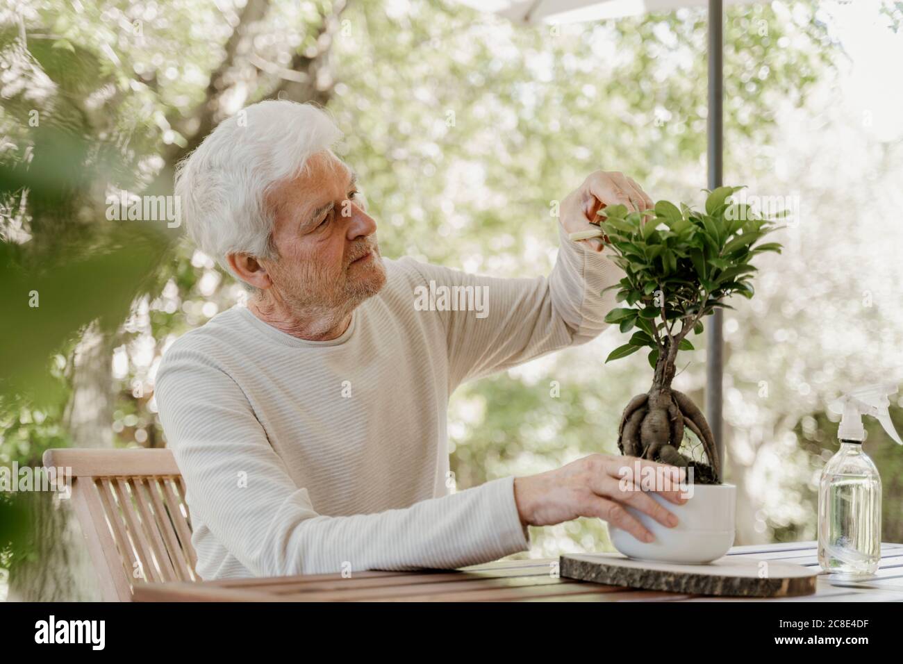 Uomo anziano potatura bonsai pianta Foto Stock