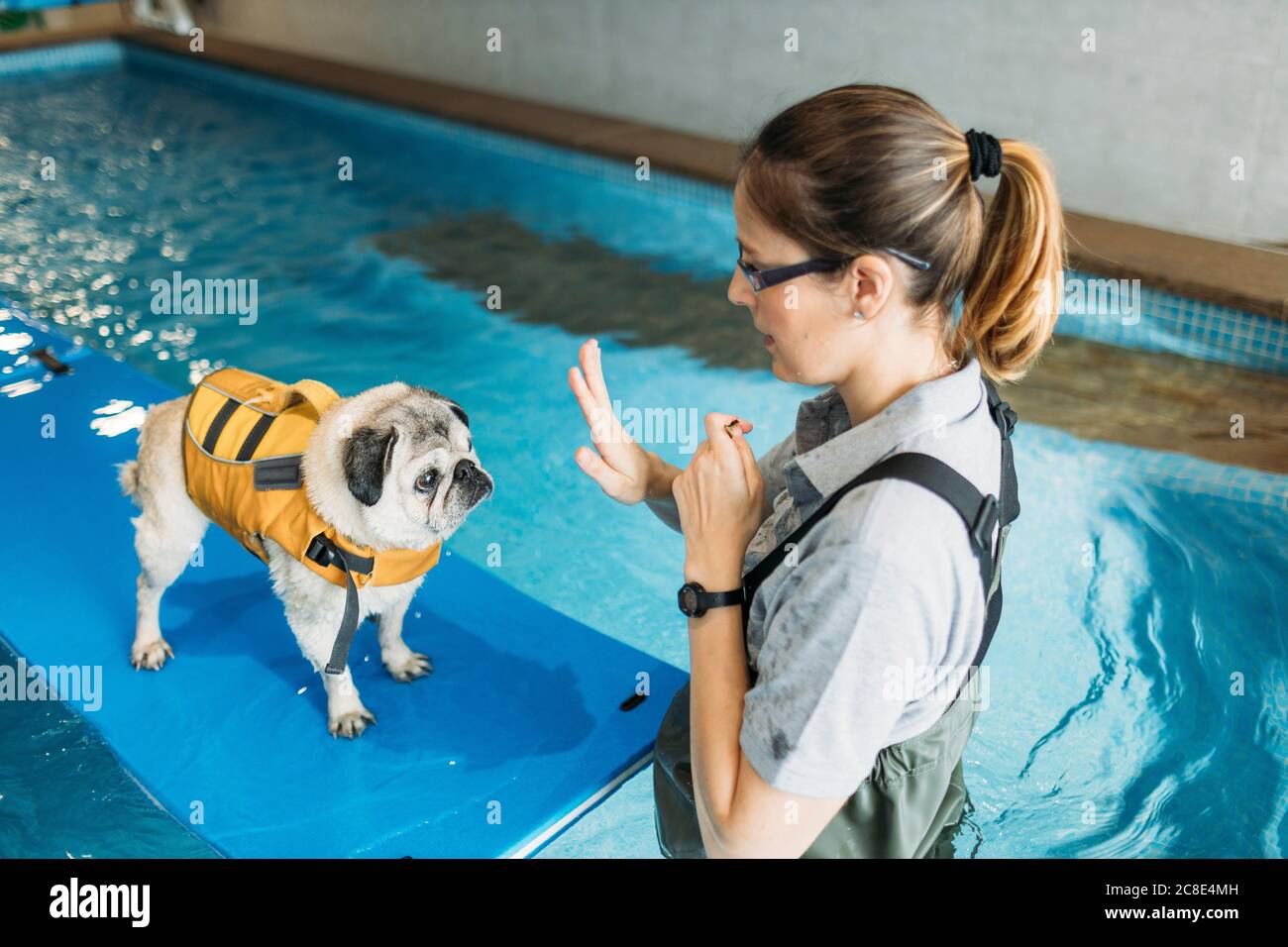 Allenatore fisioterapista cane pug su gommoni gonfiabili in piscina al centro Foto Stock