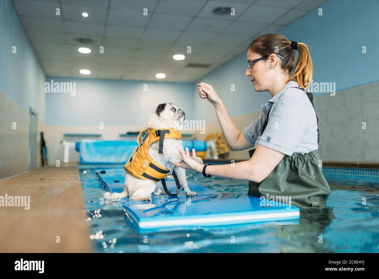 Femmina fisioterapista addestramento cane pug su zattera gonfiabile in nuoto piscina al centro Foto Stock