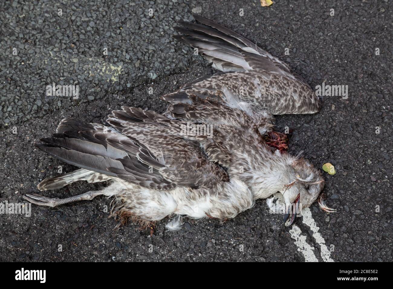 un gabbiano morto su una strada dopo essere stato eseguito sopra, uccidete la strada Foto Stock
