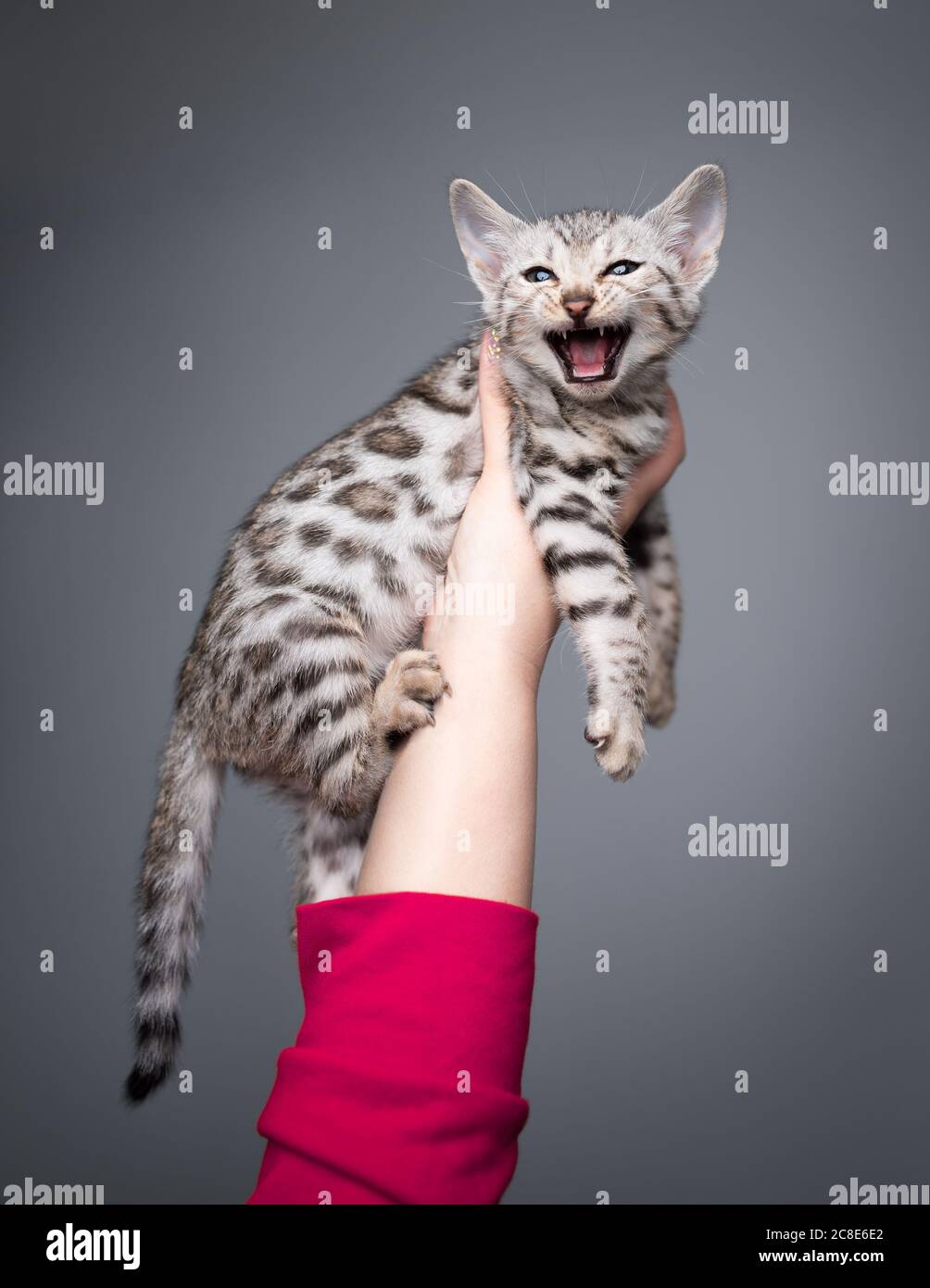 mano di una persona femminile che tiene 8 settimana nero argento tabby rosetted gattino bengala guardando la macchina fotografica meowing Foto Stock