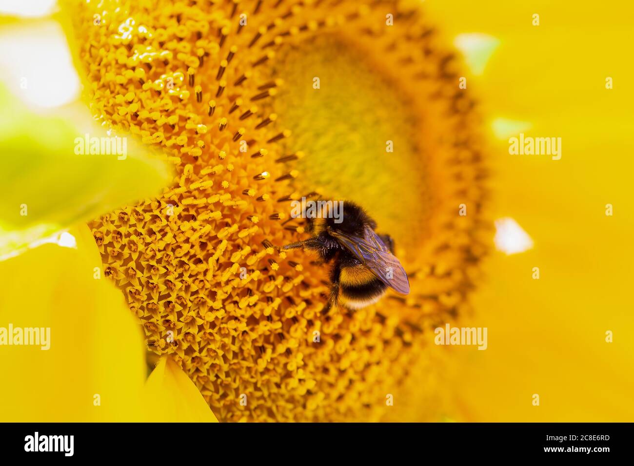 Primo piano di bumblebee dalla coda bianca, bombus Terrestris, su un girasole, helianthus Foto Stock