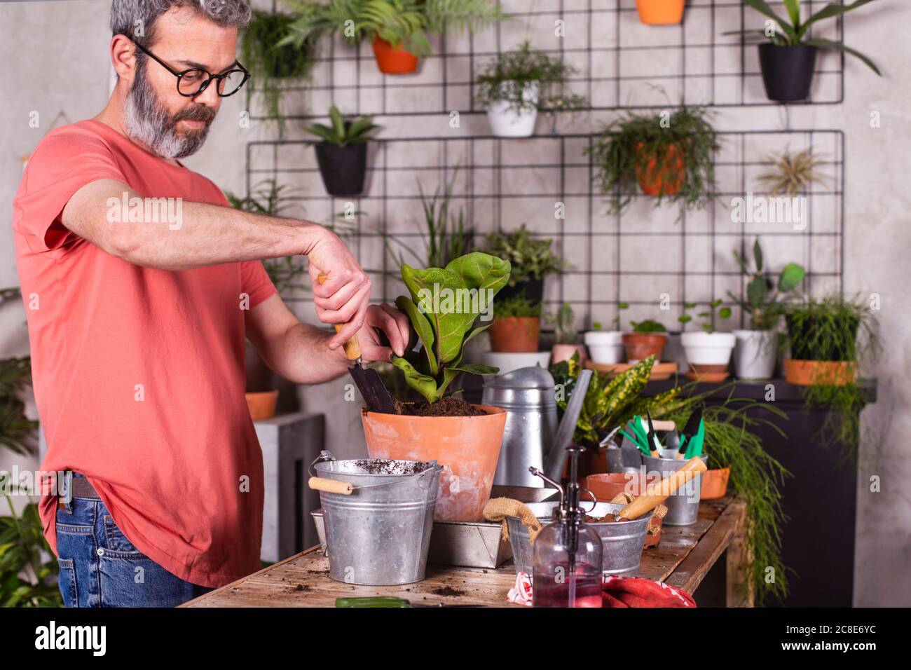 Uomo maturo che usa cazzuola mentre piantando fico di foglia di fico in pentola sul tavolo al vivaio Foto Stock