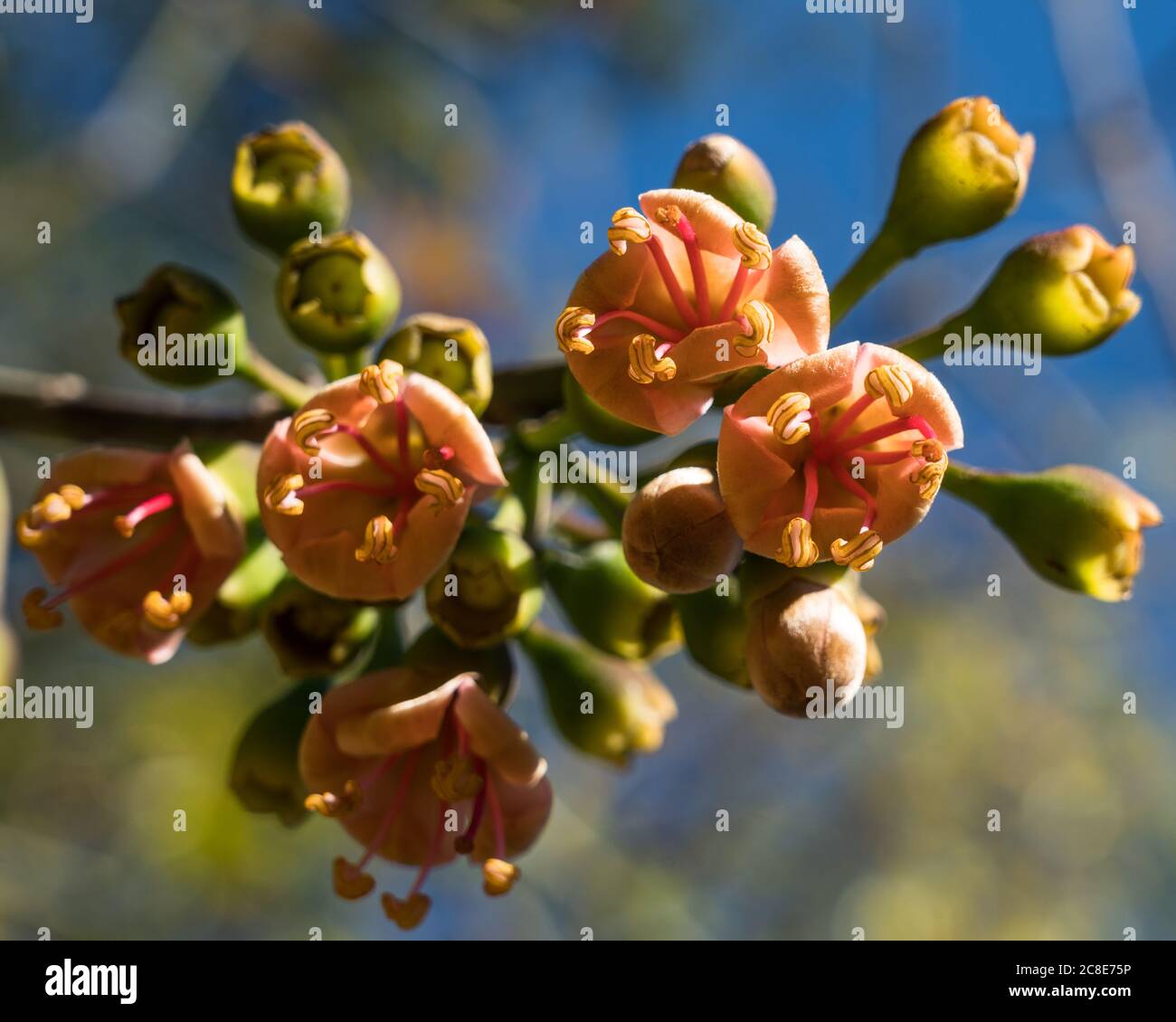 I colorati fiori di arancio di un albero di Ceiba, Ceiba pentandra, nelle rovine della città maya di Ek Balam a Yucatan, Messico. Foto Stock