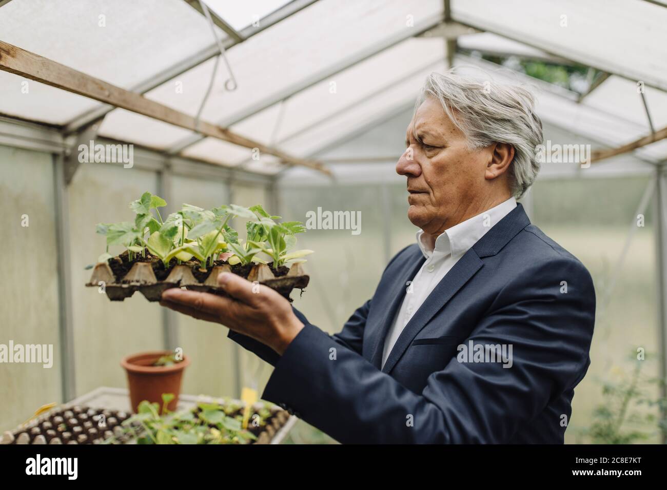 Uomo d'affari anziano che tiene le piante in un vassoio di seme in serra Foto Stock