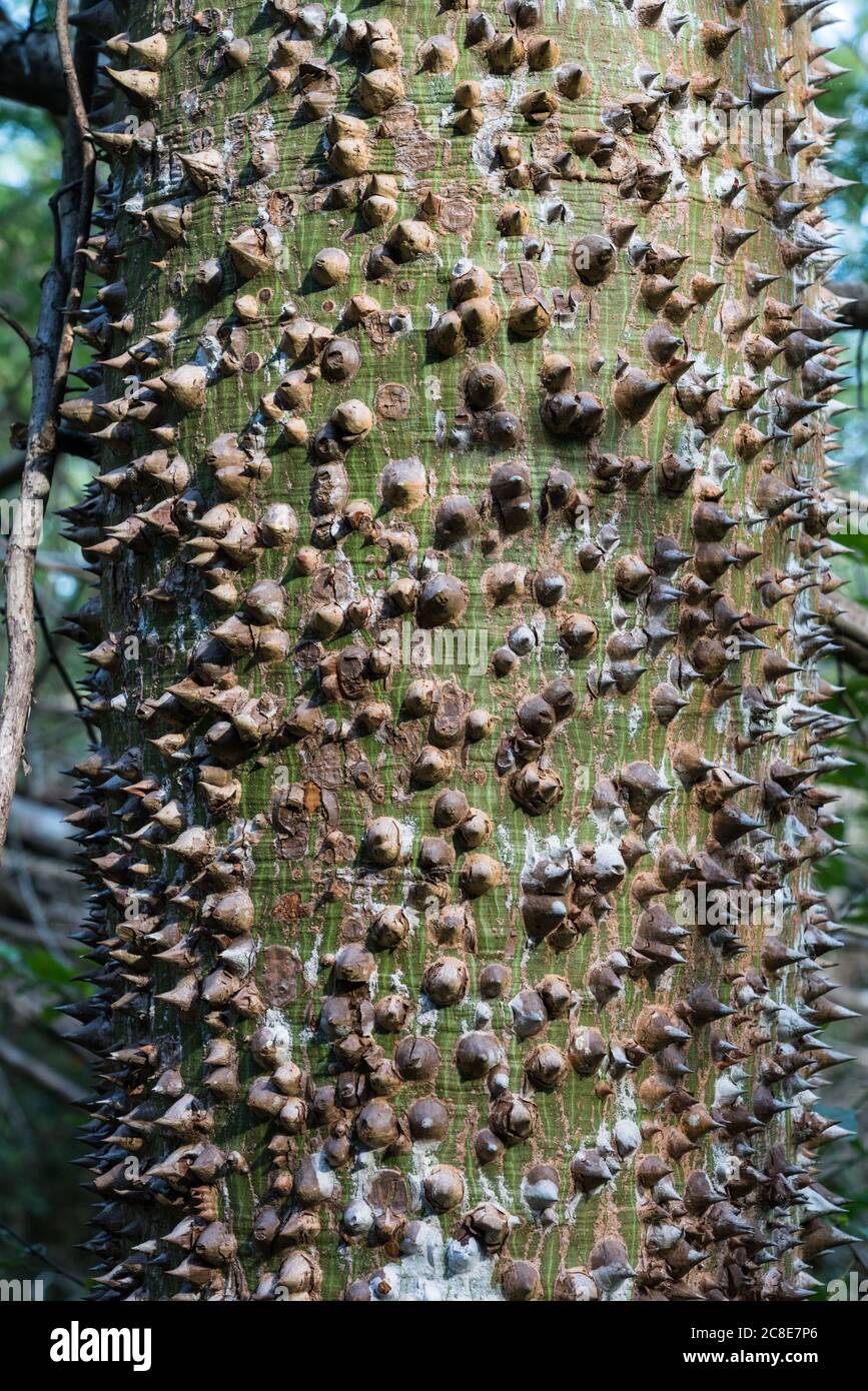 Spine sul tronco di un albero di Ceiba, Ceiba pentandra, nelle rovine della  città maya di Ek Balam a Yucatan, Messico Foto stock - Alamy