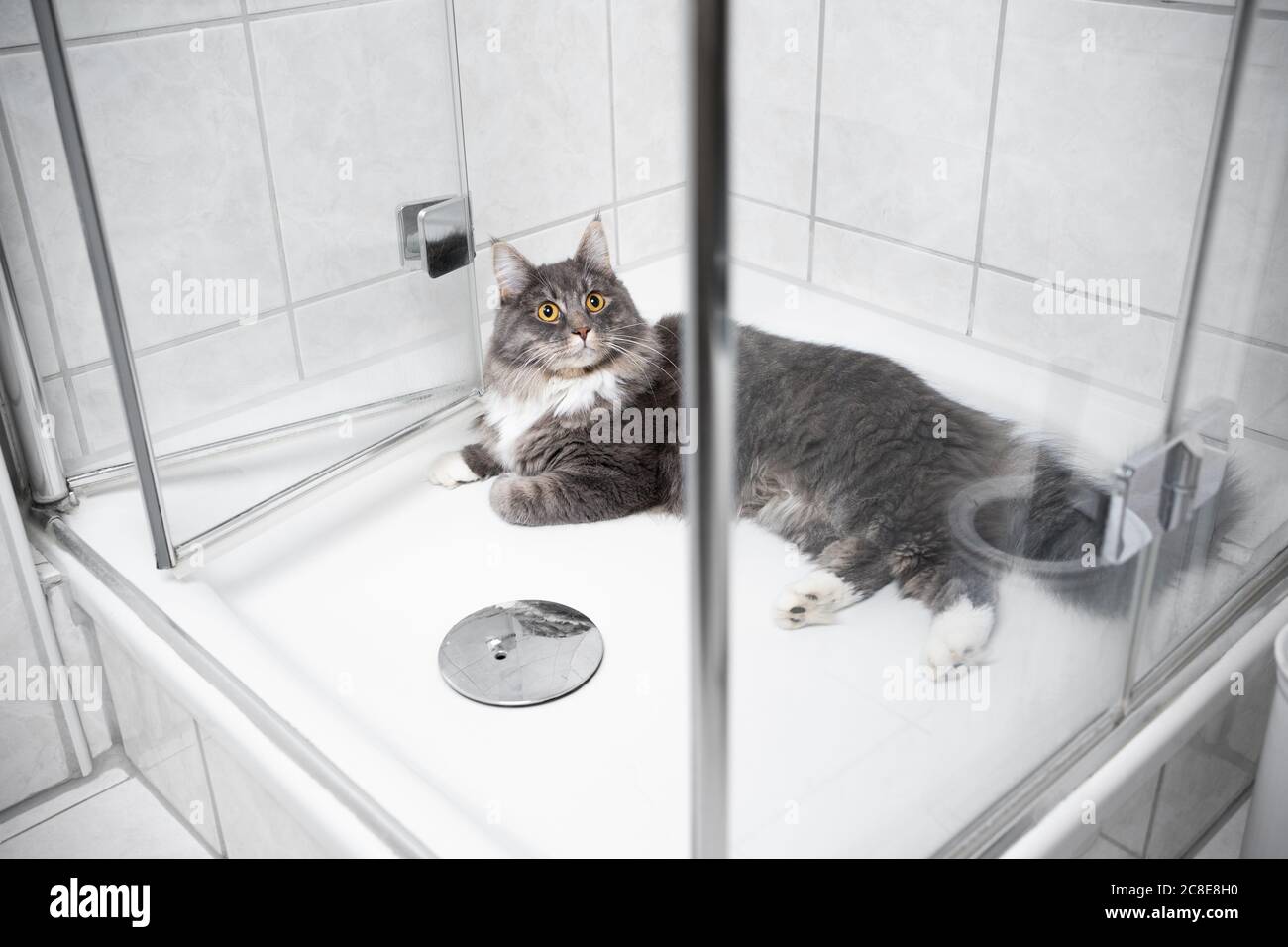 blue tabby bianco maine coon gatto sdraiato nella doccia in bagno che  guarda curiosamente Foto stock - Alamy