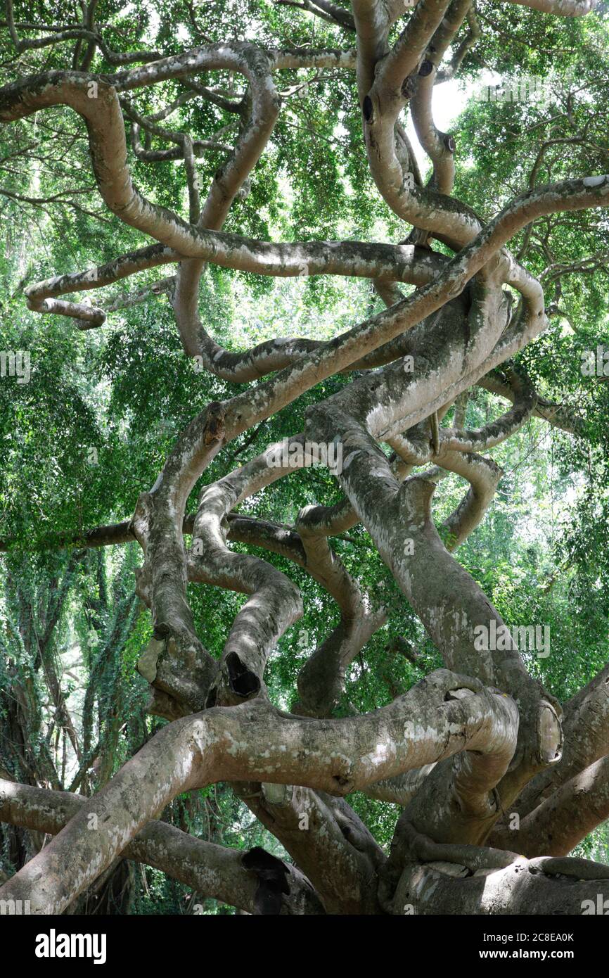 Sri Lanka, Provincia Centrale, Kandy, fichi piangenti intrecciati (Ficus benjamina) nei Giardini Botanici reali Foto Stock
