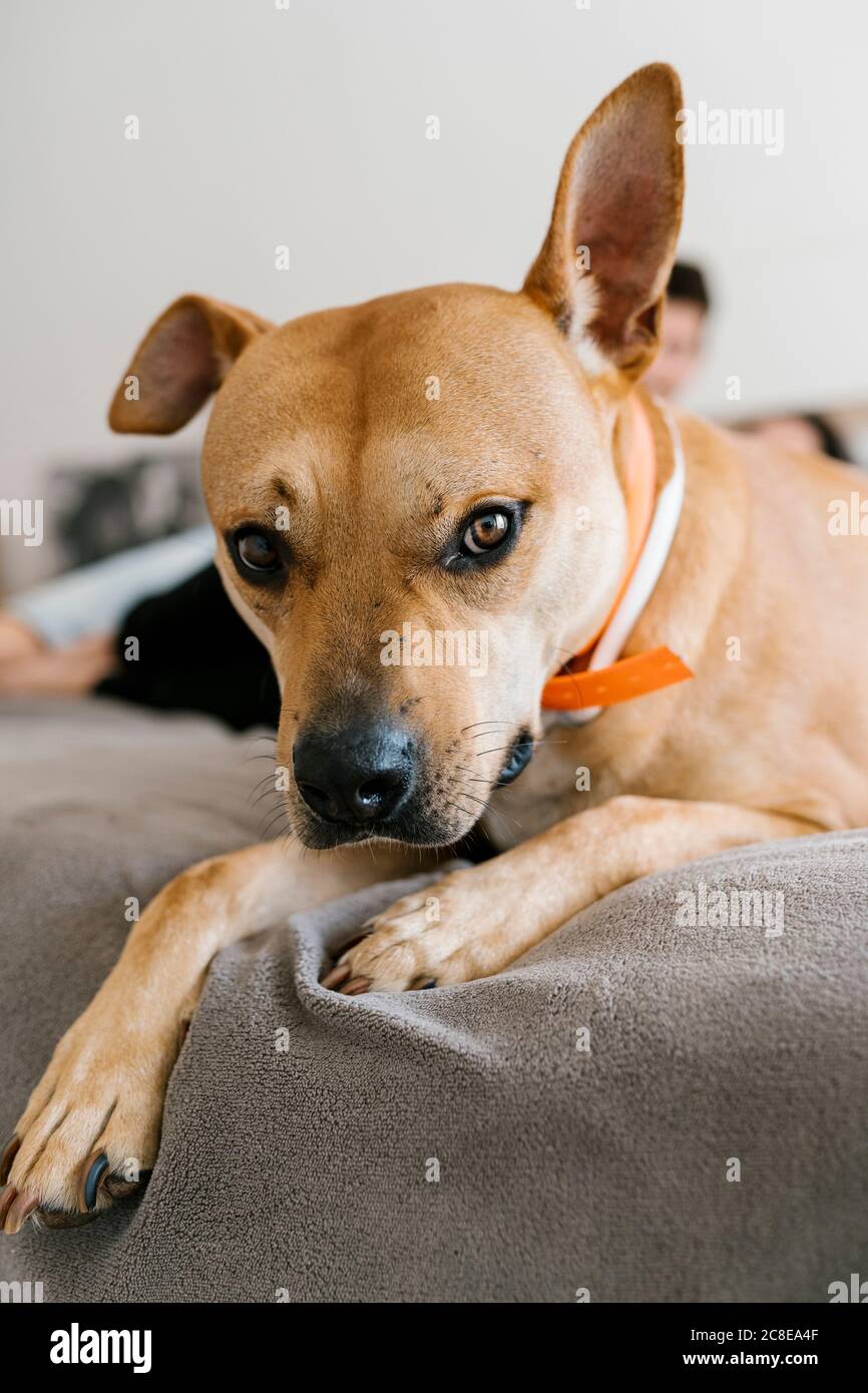 Cane sdraiato sul letto di casa Foto Stock