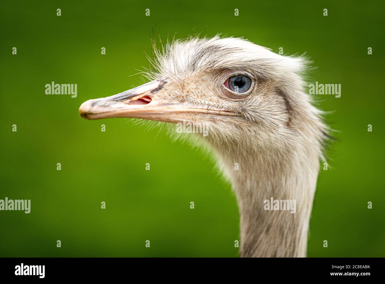 EMU testa uccello senza luce con occhi blu e becco lungo con piume. Fotografato al parco fattoria di Bridlington sulla costa orientale dell'Inghilterra, Gran Bretagna Foto Stock