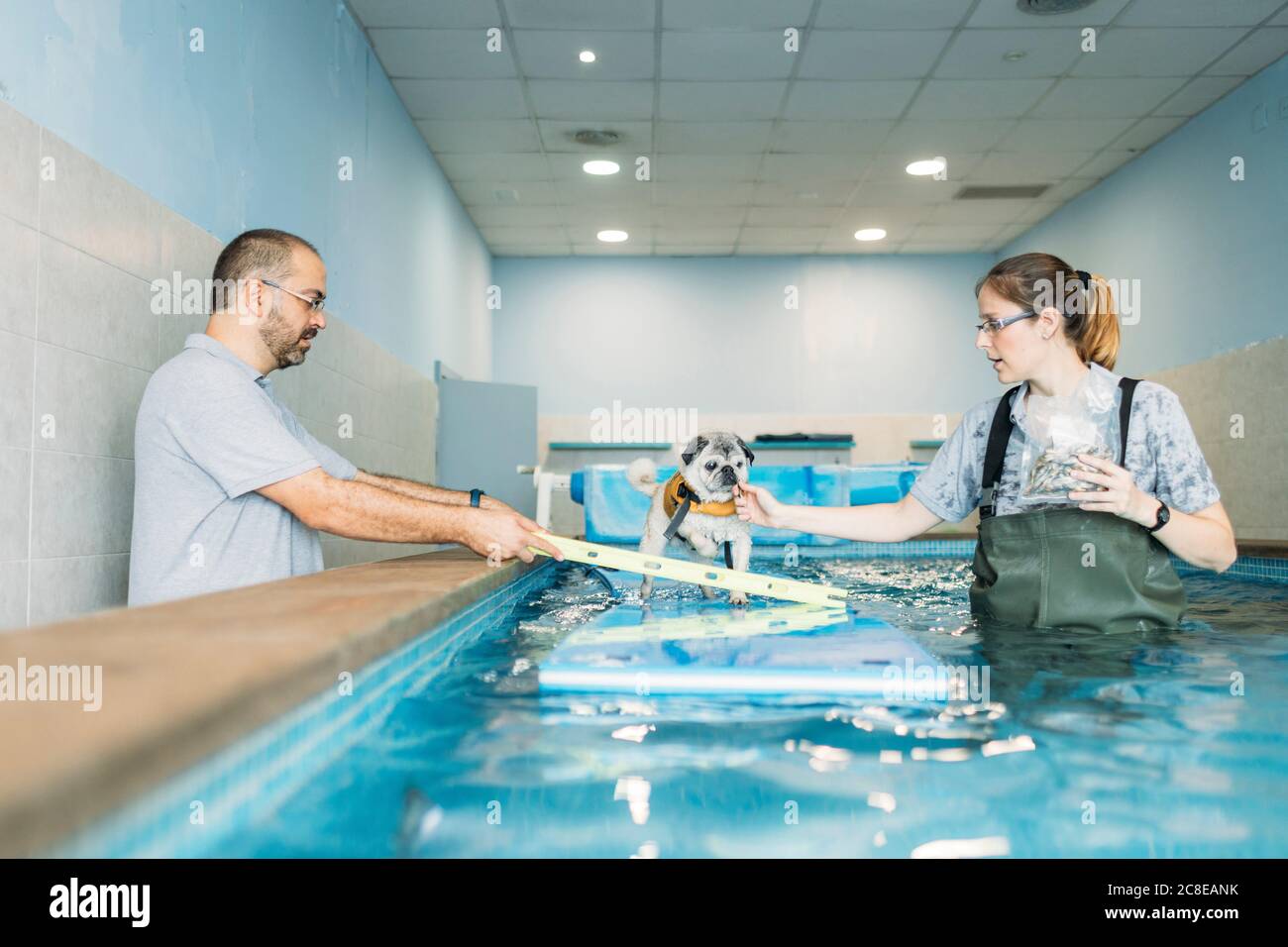 I fisioterapisti addestrano il cane del pug su zattera gonfiabile in piscina al centro Foto Stock