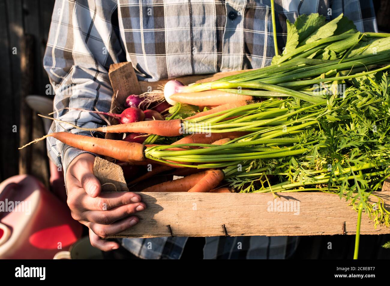 Mani adulte che tengono una scatola di legno di verdure fresche provenienti dall'azienda Foto Stock