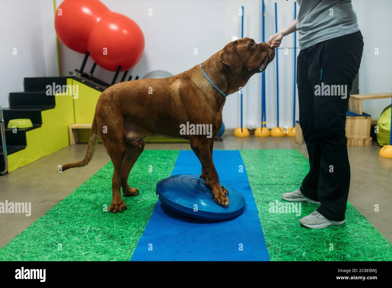 Fisioterapista femminile allenando il vecchio massiff francese sulla palla di Bosu a. centro Foto Stock