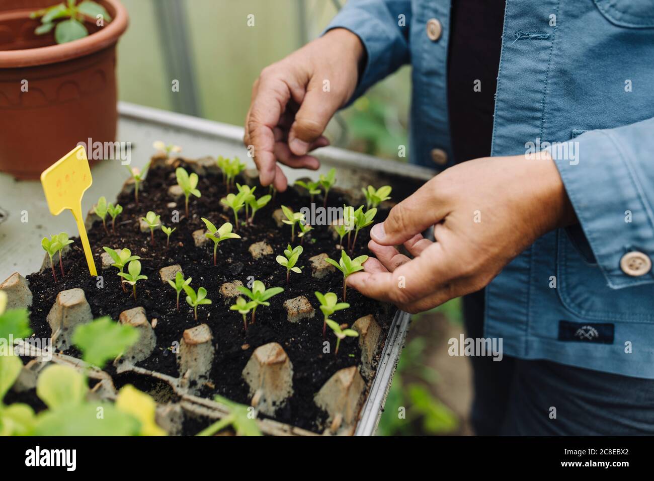 Primo piano di uomo che esamina i giovani pianta in un vassoio di seme Foto Stock