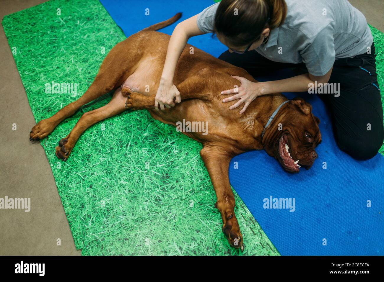 Fisioterapista femminile massaggiando il vecchio massiff francese sul tappetino di esercizio a. centro Foto Stock