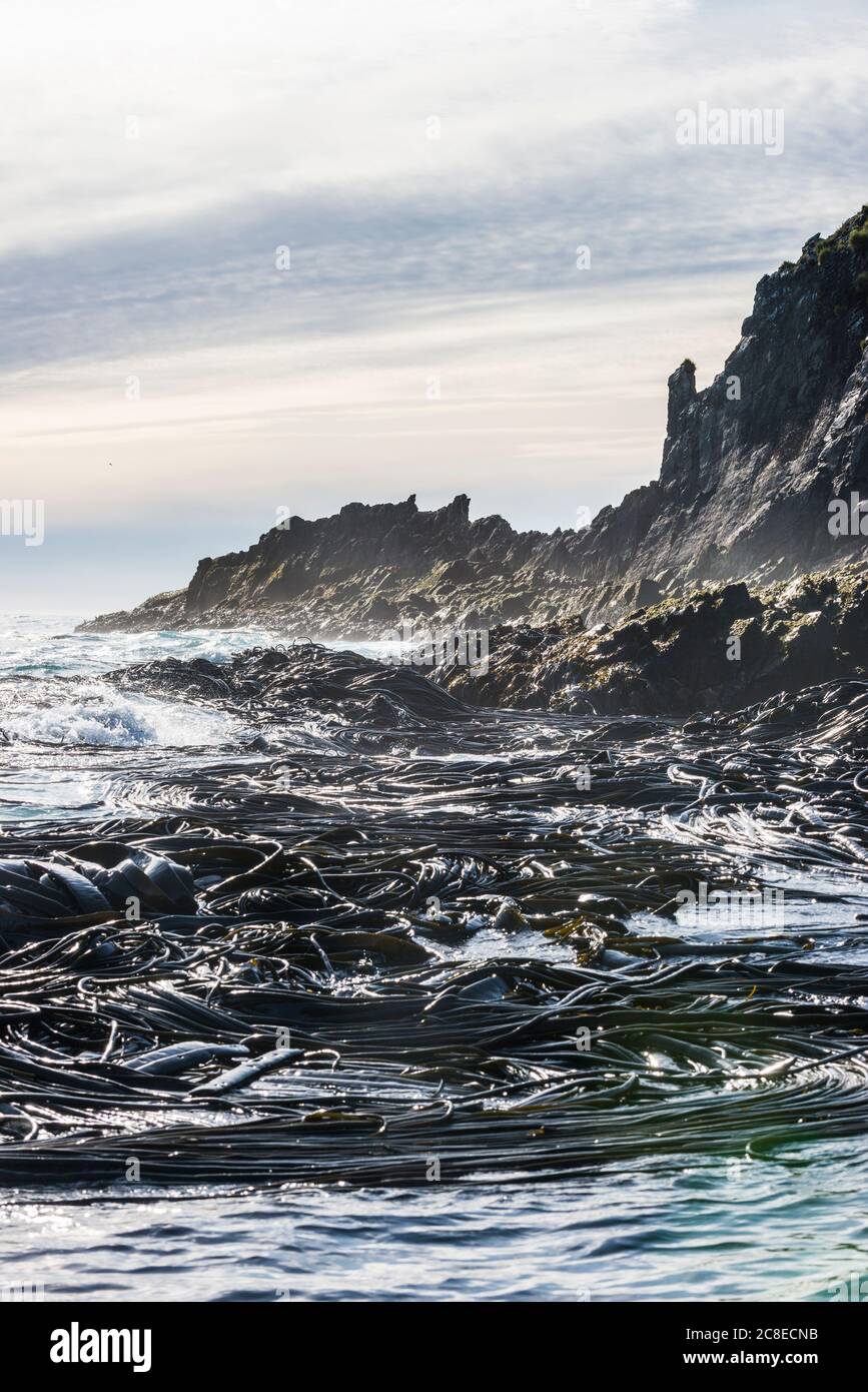 Regno Unito, Georgia del Sud e Isole Sandwich del Sud, costa rugosa dell'isola di Prione Foto Stock