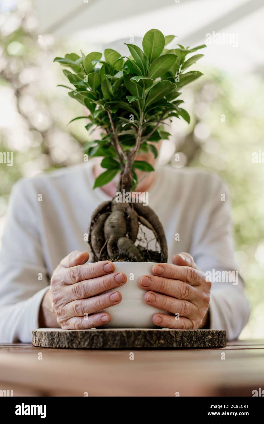 Uomo anziano che tiene la pianta di bonsai Foto Stock