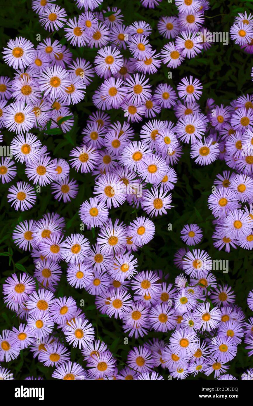 Daisie europee di Michaelmas (Aster amellus) Foto Stock