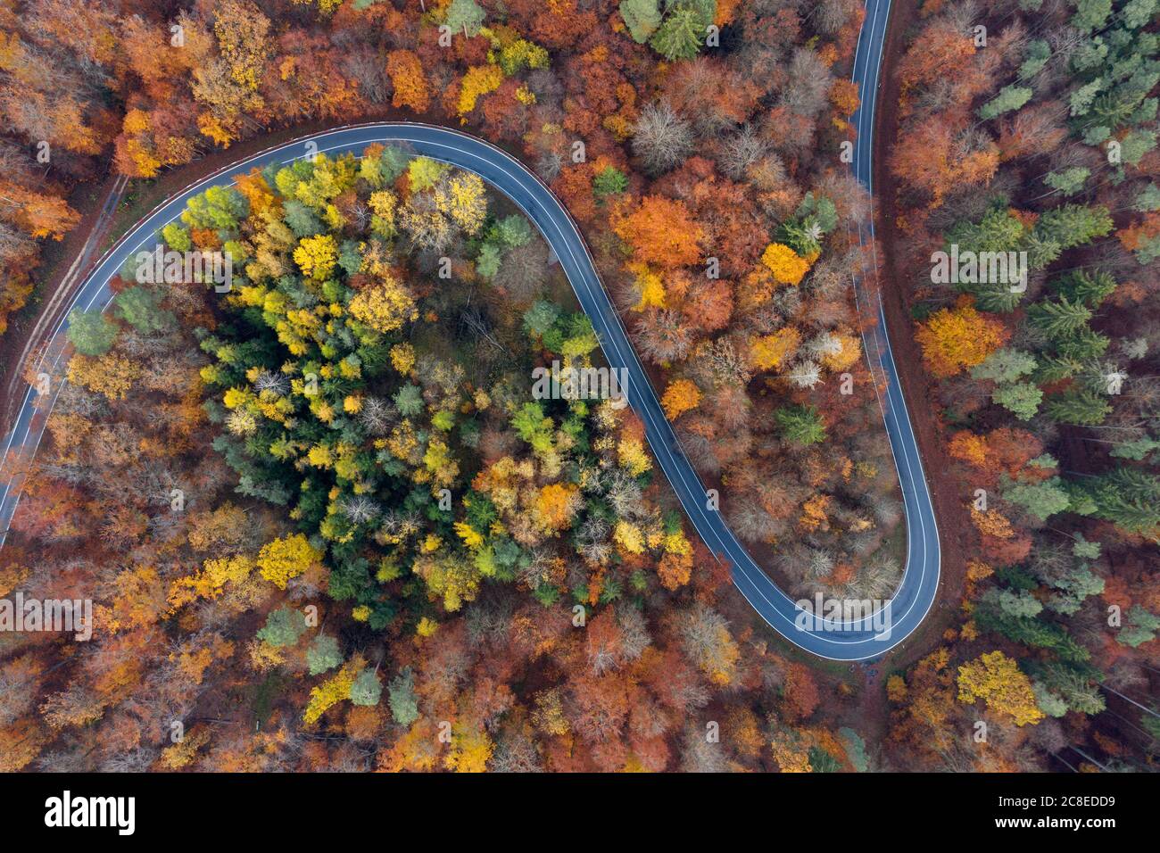 Germania, Baviera, drone vista di strada di campagna tortuosa che taglia attraverso la foresta autunnale in Steigerwald Foto Stock