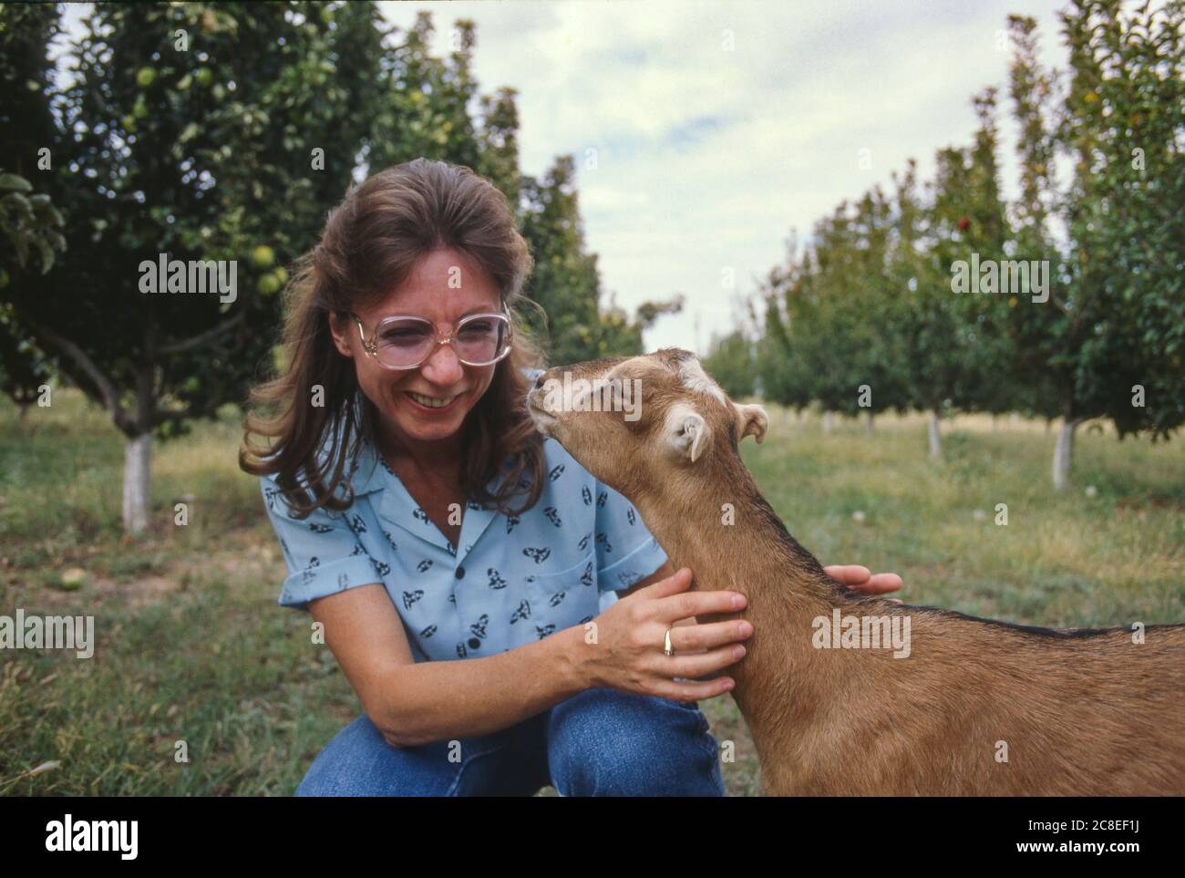 Cochise County, AZ / SEPT UN visitatore in un frutteto di mele dell'Arizona meridionale incontra una capra curiosa. Foto Stock
