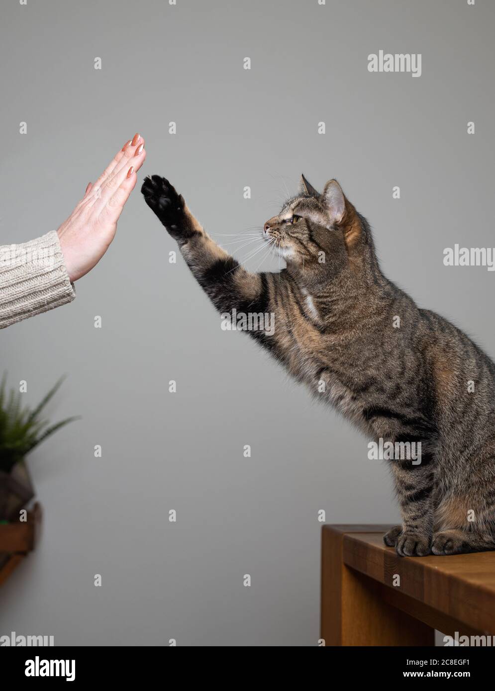 tabby nazionale shorthair gatto in piedi su tavolo da pranzo alzando zampa dando un alto cinque al proprietario umano al chiuso Foto Stock